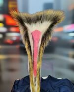 18’’ inches Porcupine Roach Hair, Purple and pink to match the Osage ribbon work of a straight dancer.